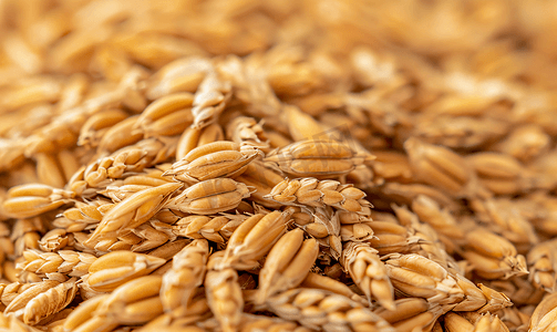 许多硬红冬小麦小黑麦或黑麦谷物