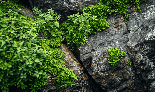 岩石间的缝隙被绿色覆盖