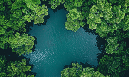 热带池塘表面水浮植物的顶视图自然背景