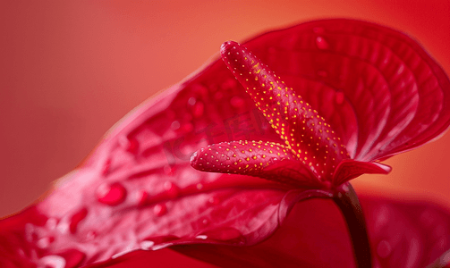 盛开的红掌花的特写