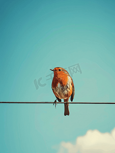 电线上的小鸟摄影照片_孤独的小鸟在电线上映衬着蓝天知更鸟坐在电线上