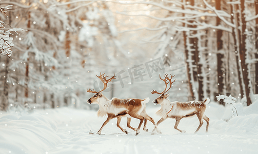 三只驯鹿在冬季森林里滑雪橇