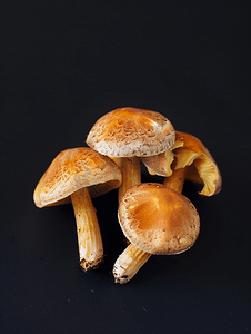 黑色背景中的腌制蘑菇腌制蜜环菌