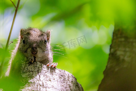 风景摄影照片_一只松鼠爬在枝头