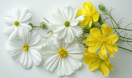 白色雏菊和黄色月见草