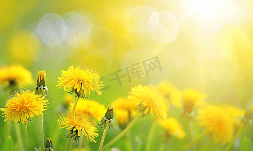 田野春天摄影照片_草地上有黄色蒲公英黄色蒲公英对黄绿色田野的模糊