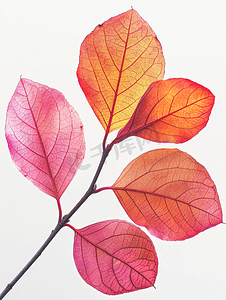 自然植物元素摄影照片_洋红色叶子图案秋季植物叶子在白色背景下分离