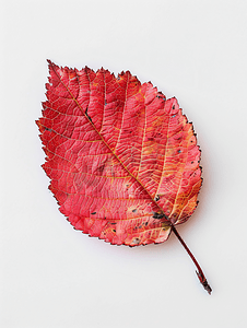 国潮风云雾摄影照片_九皮风果灌木落下的红叶
