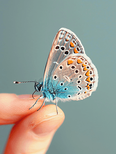 蝴蝶结狗骨头摄影照片_一只普通的蓝色蝴蝶停在手指上