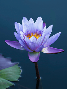 水中盛开的淡紫色睡莲