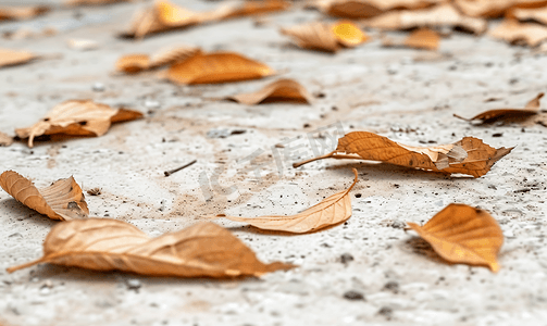 地上干燥的秋叶