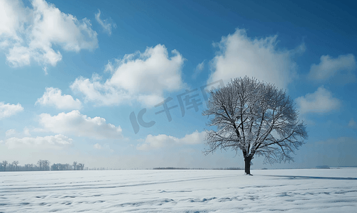 冬季风景秀丽有棵孤独的树