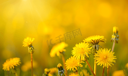 春天黄色蒲公英摄影照片_草地上有黄色蒲公英黄色蒲公英对黄绿色田野的模糊