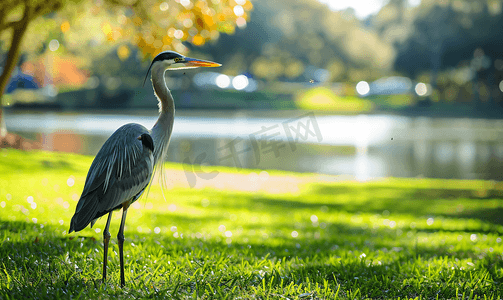阳光明媚的日子里湖边公园里的大蓝色站立苍鹭