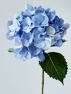 蓝色花边绣球花盛开