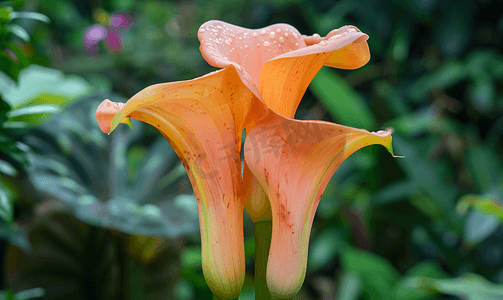 野生的泰坦魔芋花