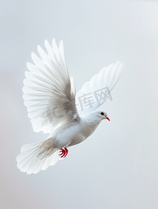 鸽子动态图摄影照片_用飞翔的鸽子传递爱