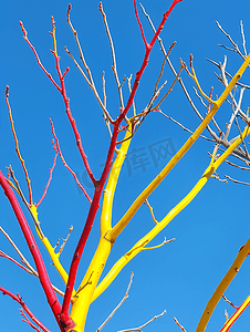 五颜六色的树枝和蓝天的复制空间