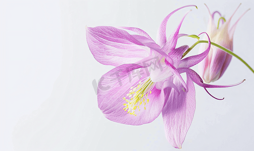 春天菜花摄影照片_近距离观察紫色的耧斗菜花