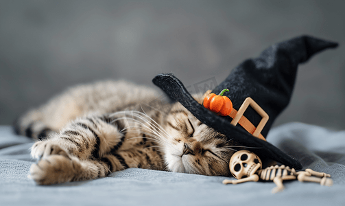 万圣节藤蔓素材摄影照片_戴着女巫帽的睡猫灰色背景上有玩具骨架