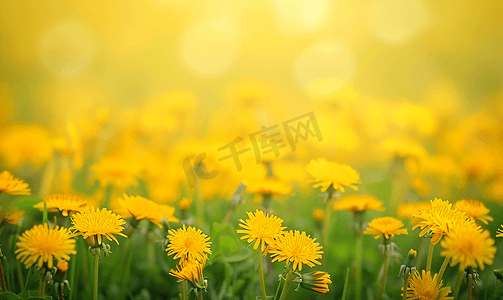 春天黄色蒲公英摄影照片_草地上有黄色蒲公英黄色蒲公英对黄绿色田野的模糊