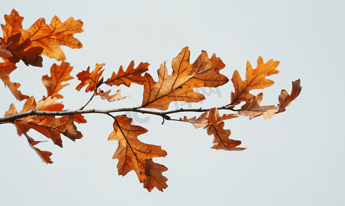 植物阳光摄影照片_红橡树的橙色叶子的树枝特写