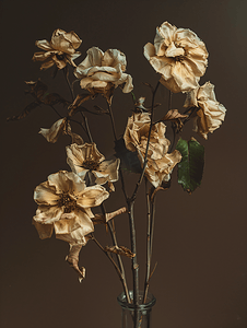 深棕色背景花瓶中枯萎的花朵