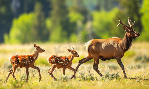 麋鹿国潮摄影照片_一群麋鹿或加拿大马鹿穿过黄石灌木丛