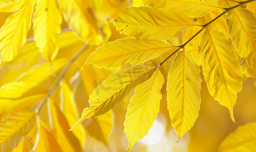 秋天的黄叶摄影照片_白蜡树的黄叶在秋天关闭