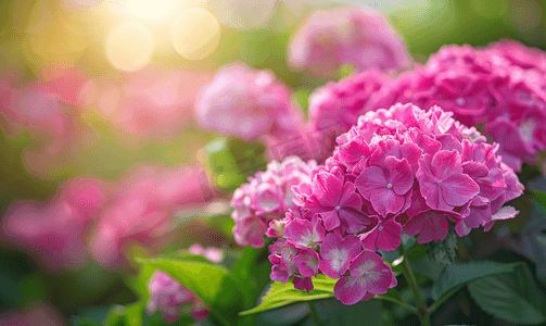 粉红kt板摄影照片_英国花园里盛开的粉红绣球花