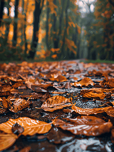 深秋季节摄影照片_深秋地面上湿漉漉的落叶景象