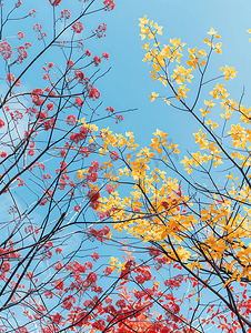 天空和树枝摄影照片_五颜六色的树枝和蓝天的复制空间
