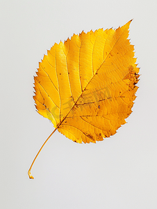 秋天花图案摄影照片_孤立的白桦树落秋黄叶