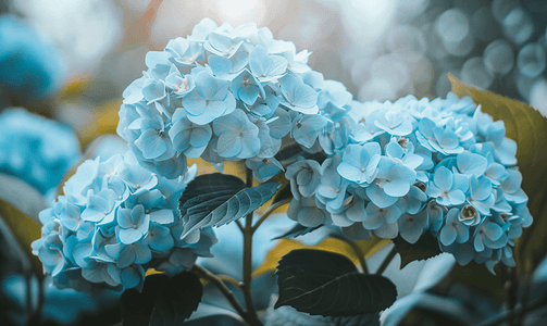 灌木丛上盛开的令人惊叹的淡蓝色绣球花