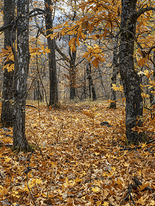 黄色秋季背景摄影照片_森林空地被落叶覆盖橡树