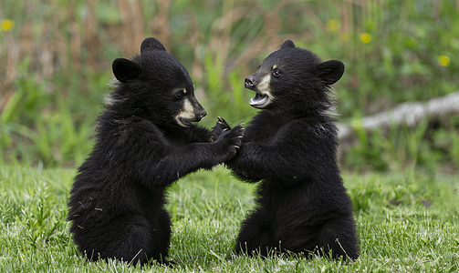 一对黑熊幼崽在户外玩耍
