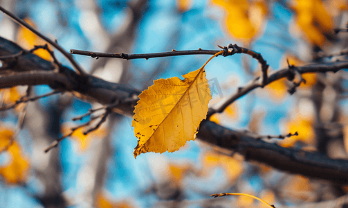 重磅掉落摄影照片_掉落的黄叶缠在树枝上