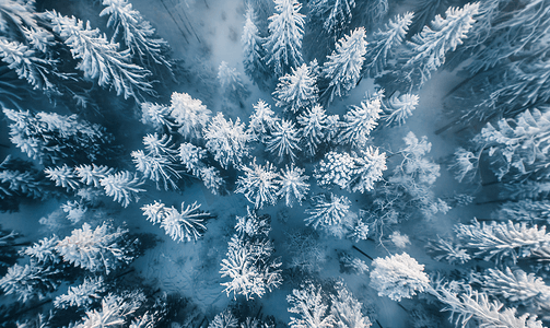 无人机拍摄的美丽童话般的冬日雪晨森林
