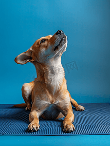 可爱的混种狗躺在凉爽的垫子上抬头看着蓝色的墙壁背景