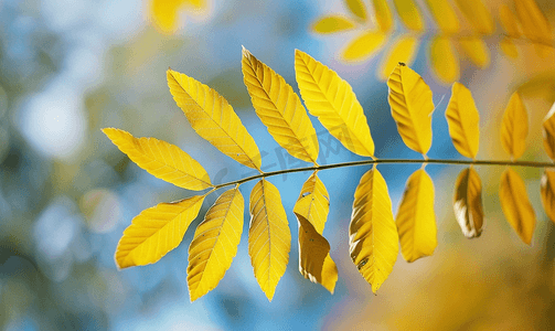 白蜡树的黄叶在秋天关闭