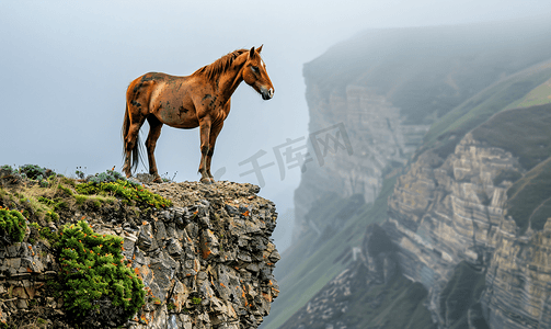 多姆拜度假村悬崖边上的一匹马
