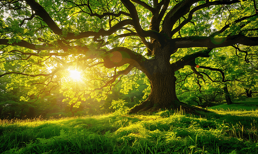 密集树叶摄影照片_阳光明媚的夏日绿色森林中的橡树