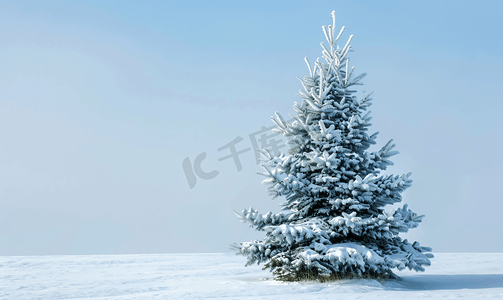 圣诞常青松树覆盖着新鲜的雪