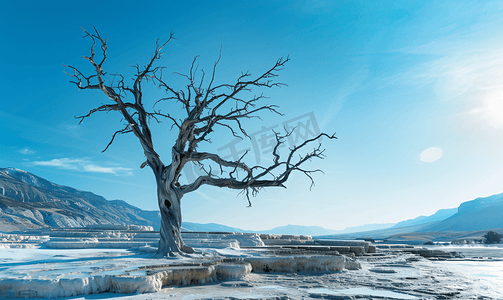 猛犸温泉的死树