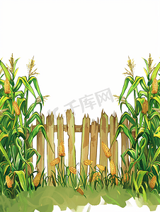 木栅栏摄影照片_玉米农场与木栅栏孤立在白色背景