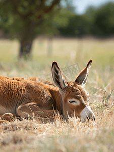 可爱的小驴子睡在一片大田里