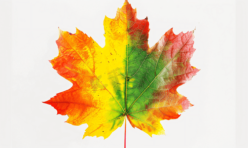 抽象纹理背景摄影照片_彩色树叶图案渐变颜色秋叶孤立在白色背景