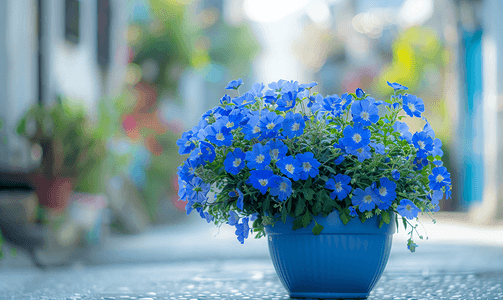 夏季植物装饰摄影照片_街道装饰花卉景观设计蓝色小花盆外