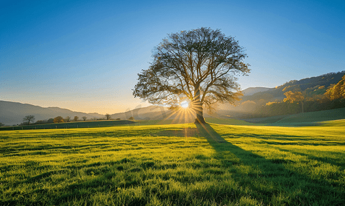公园里的树木摄影照片_田野里的清晨阳光