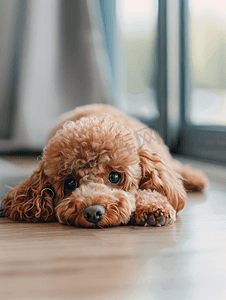 可爱的玩具贵宾犬躺在家里的地板上